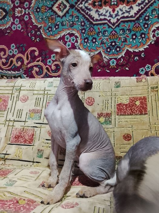 Отдам щенят в добрые руки