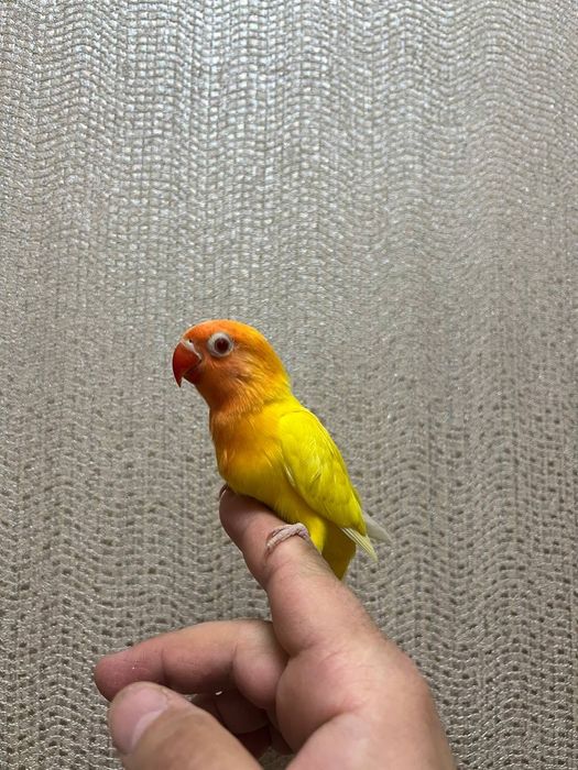 Ruchnoy popugay sotiladi