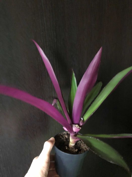 Plante ornamentale de apartament