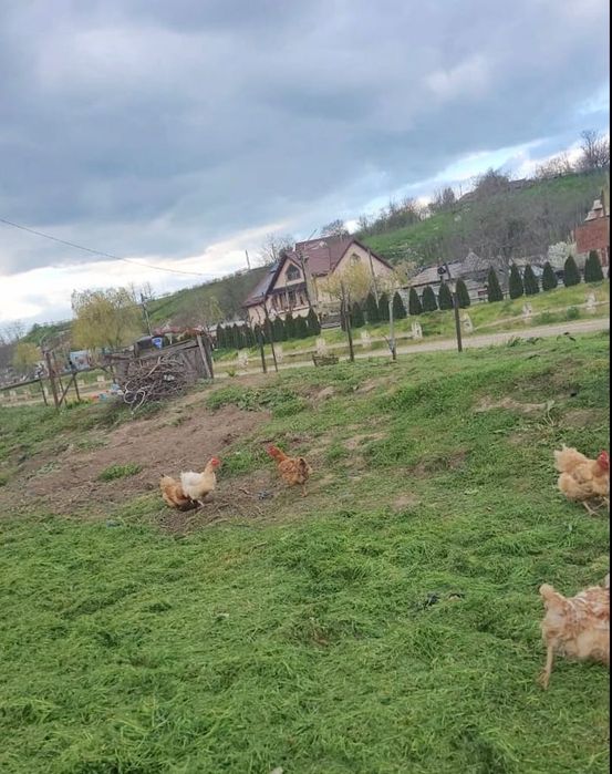 Teren intravilan CENTRAL Malcoci – 685 mp – utilități pe stradă – 14,9 €/mp (negociabil)