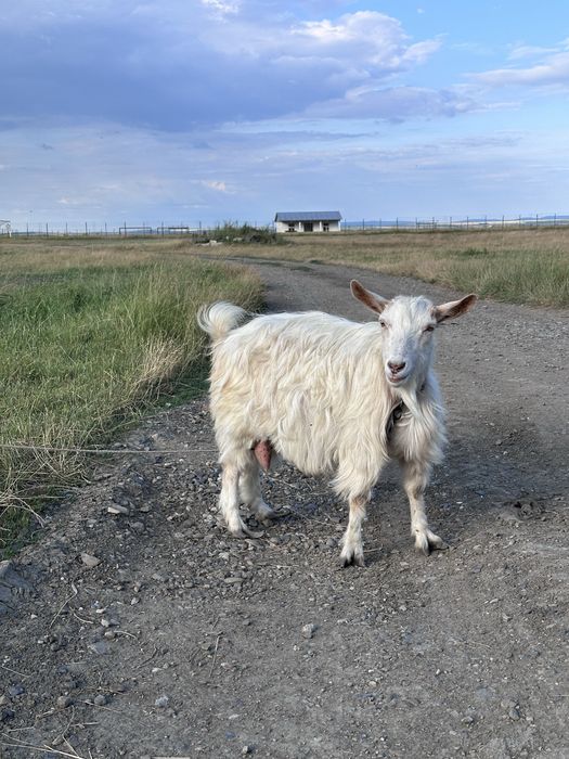Vand doua capre  de lapte tinere si un țap