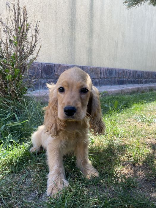 Cocker Spaniel baiat auriu