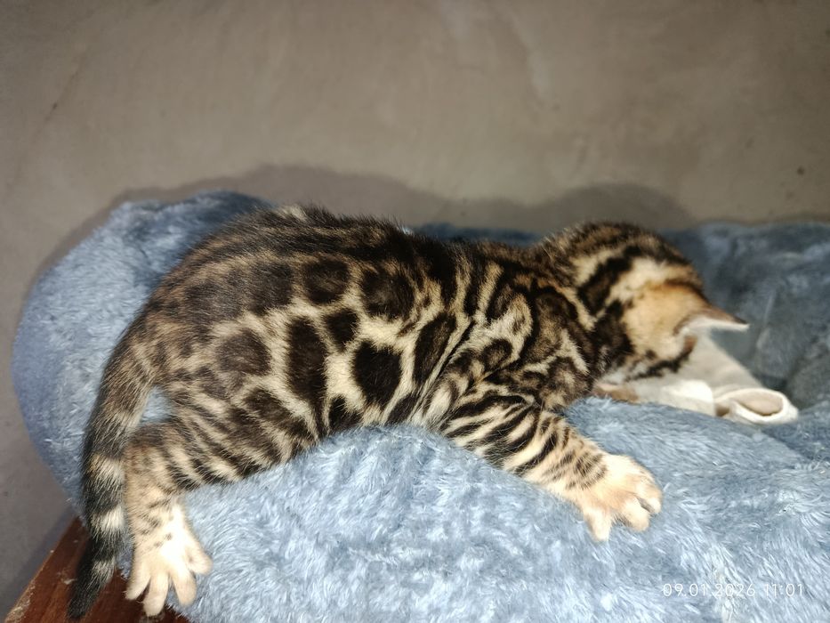 Бингали продаётся срочно