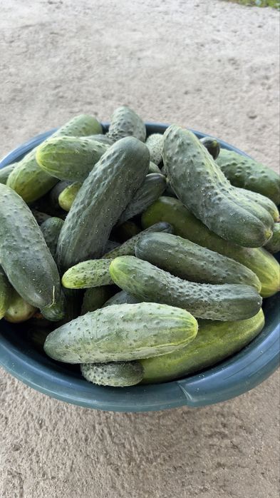 Vand Castraveti Cornichon