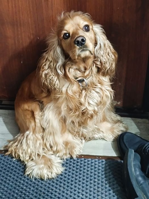 Вязка спаниеля!!!