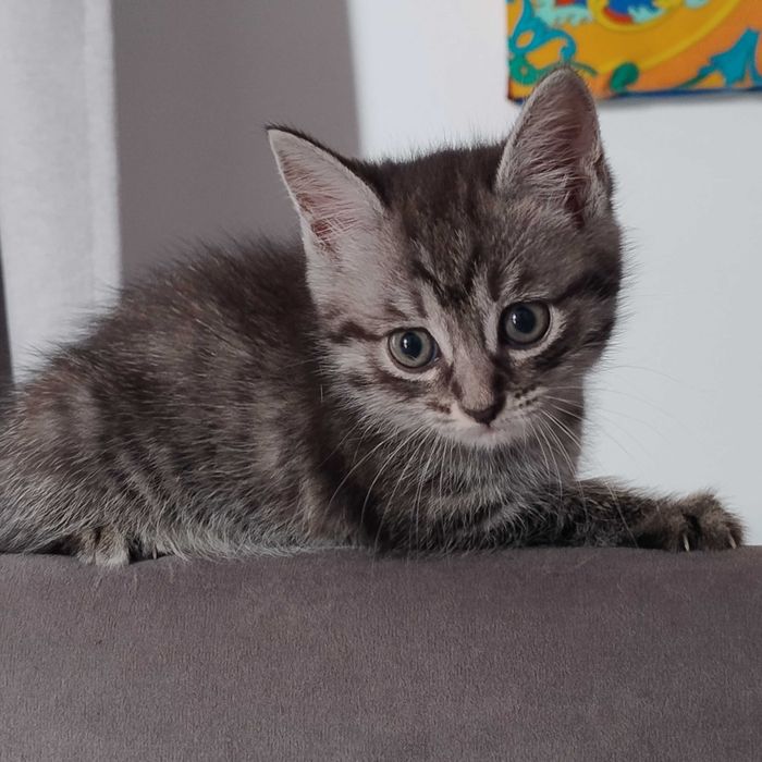Котята в добрые заботливые руки