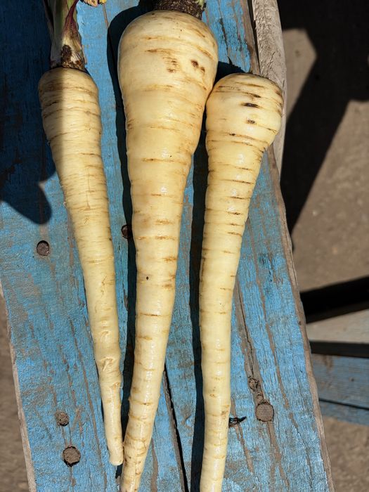 Vand pastarnac recoltat 2026