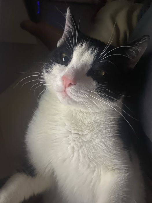 Отдам котенка мальчик