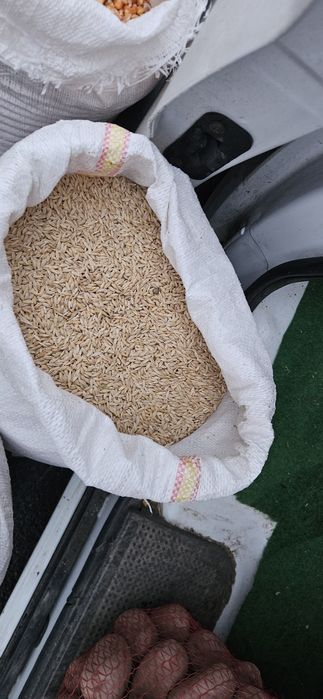 Orzoaica de primavara