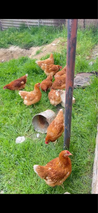 Тауық сатылады ..