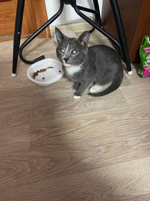 Котик в добрые и ответственные руки