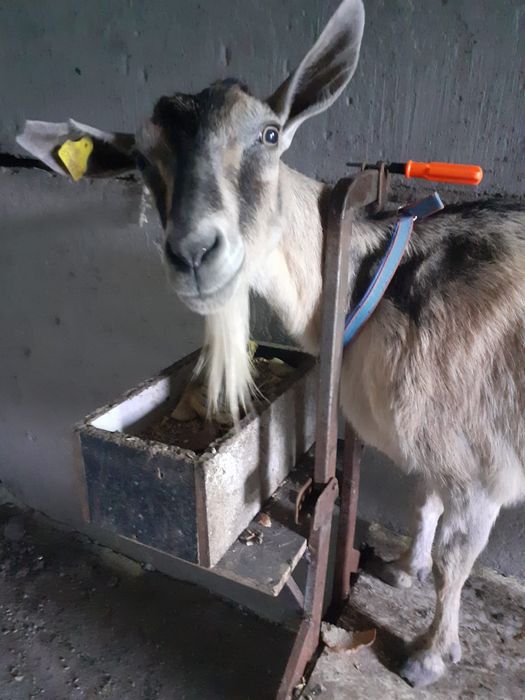 Продам дойную козу.