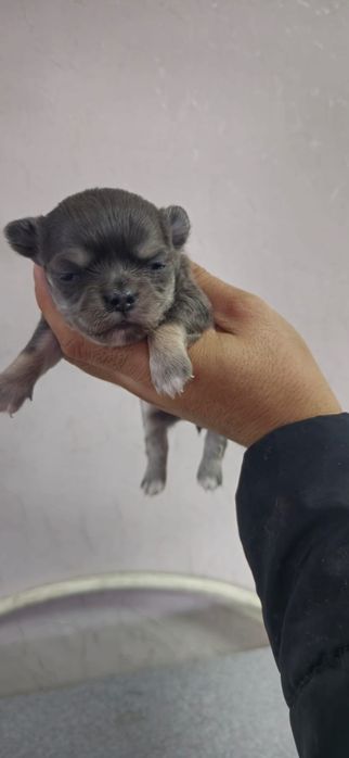 Красивые малыши Чихуахуа
