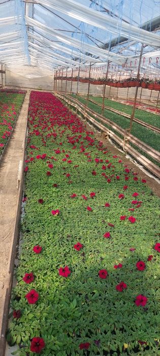 Pituniya. Петуния