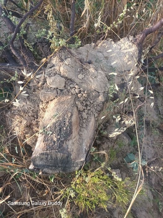 Отдам даром дрова