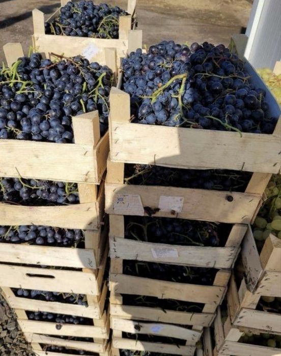 Vand struguri de vin