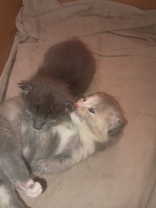 Отдам даром котят.