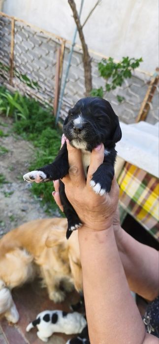 Отдам щенят даром