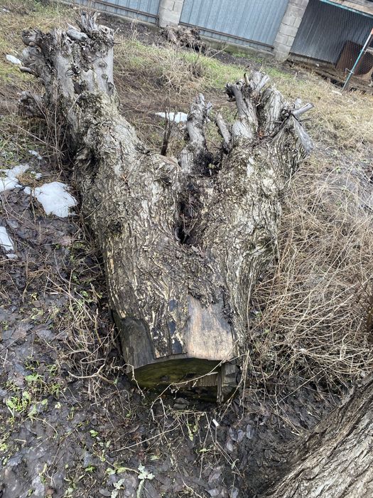 Дерево тутовник и карагач