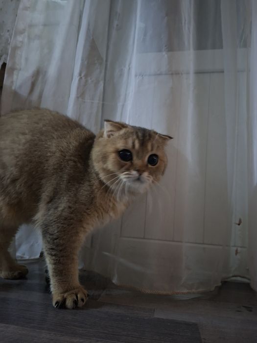 скотиш фолд прадаётся