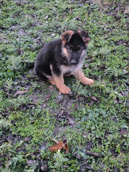 Pui de ciobanesc german cu pedigre.