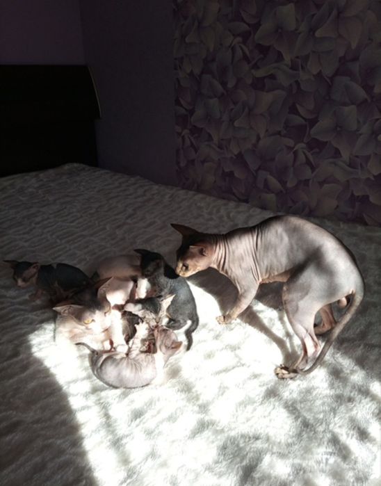 Канадский сфинкс велюр девочки Алматы