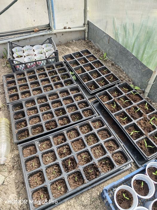 Разсад домати с уникални вкусови качества