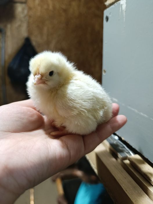 Цыплята Ломан-Браун