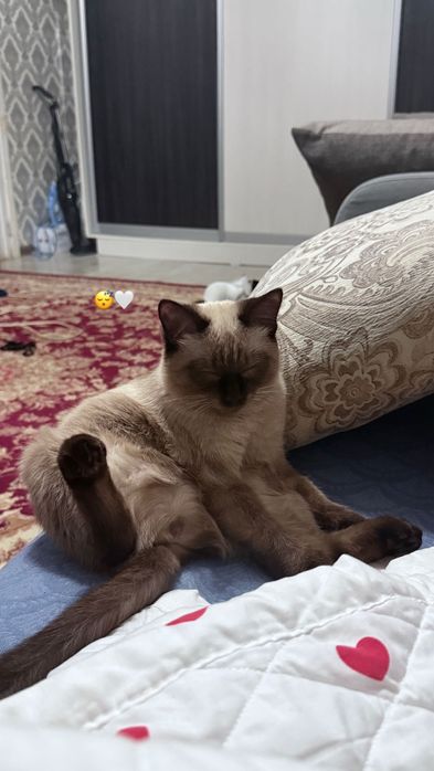 Сиамская кошечка