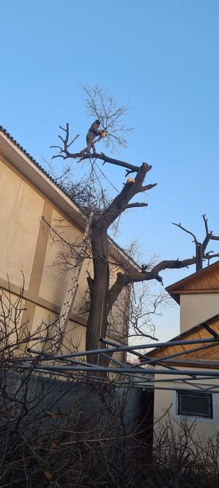 Спил деревьев обрезка плодовых деревьев