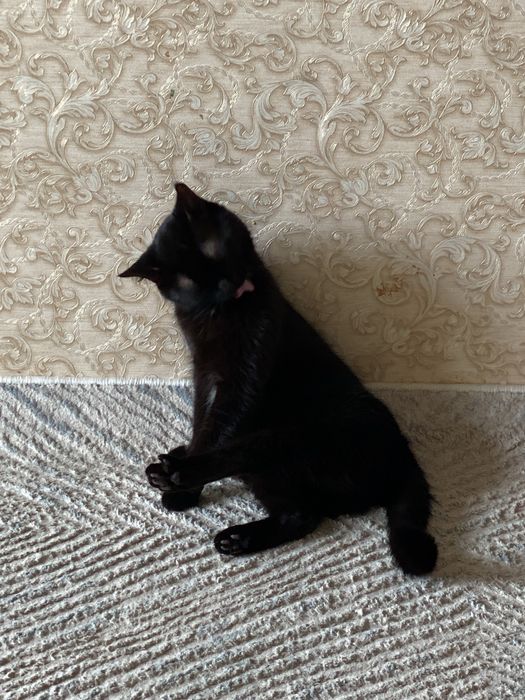 Отдам в добрые хорошие руки