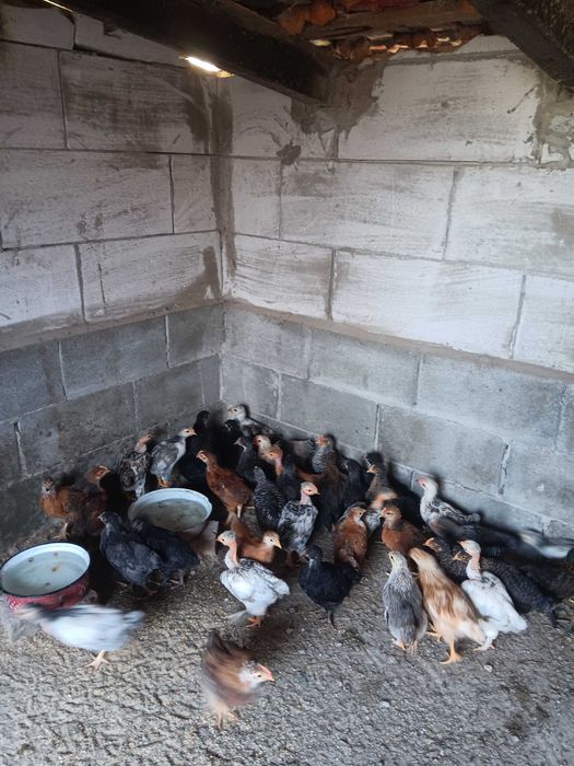 Pui de casă rasă mixtă