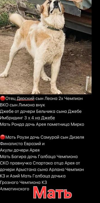 Алабай щенки сао