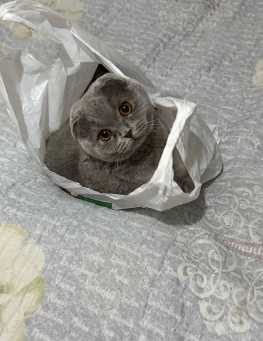 Котята скоттиш-фолд и скотиш -страйт