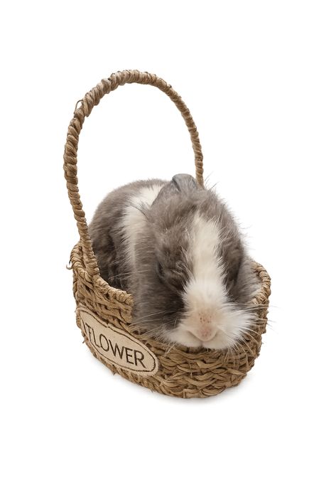 Декоративные кролики