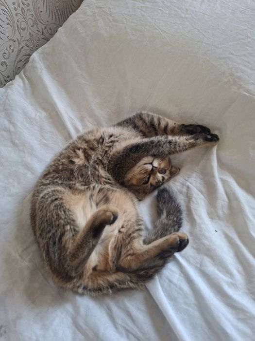 Кошка скотиш фолд привитая