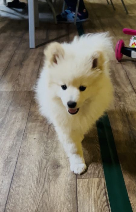 Мини шпиц 2 месеца с паспорт