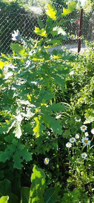 Продам саженцы дуба