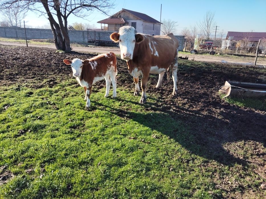 Vaci de lapte tinere