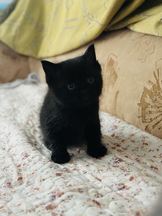 Отдам котенка девочка
