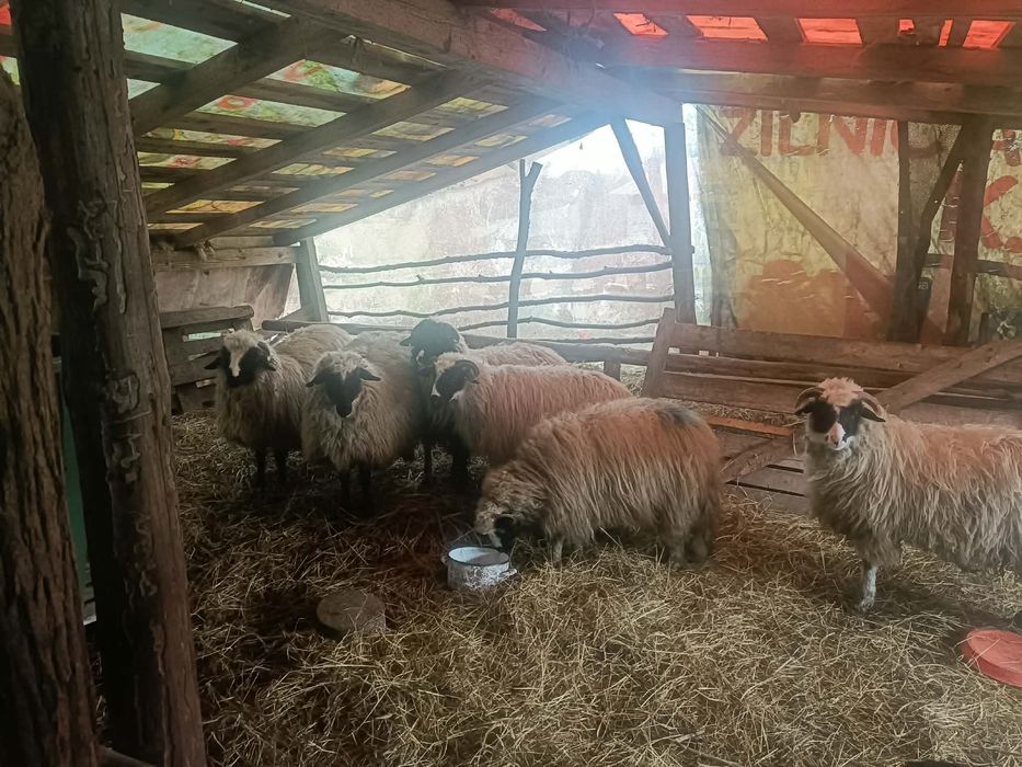 Vând şase cârlani