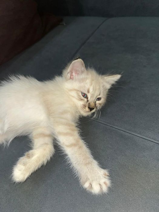 Котёнок 1 .5 месяц