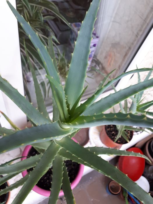 Алоэ древовидное