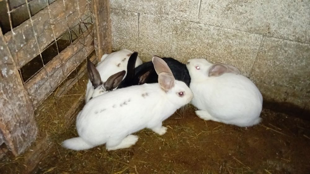 De vânzare iepurițe