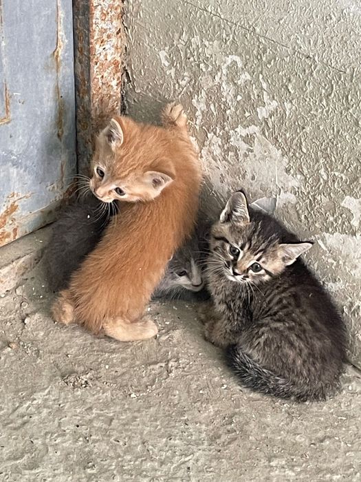 Котята бесплатно