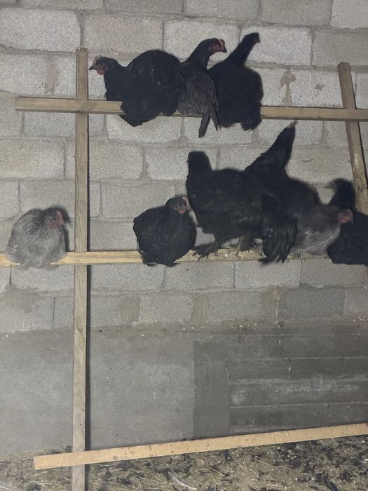 Курицы поролистые