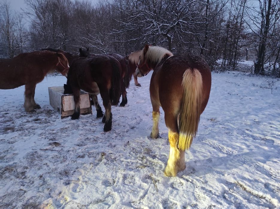 Mânz șarg semigreu