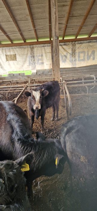 vând vitel de angus