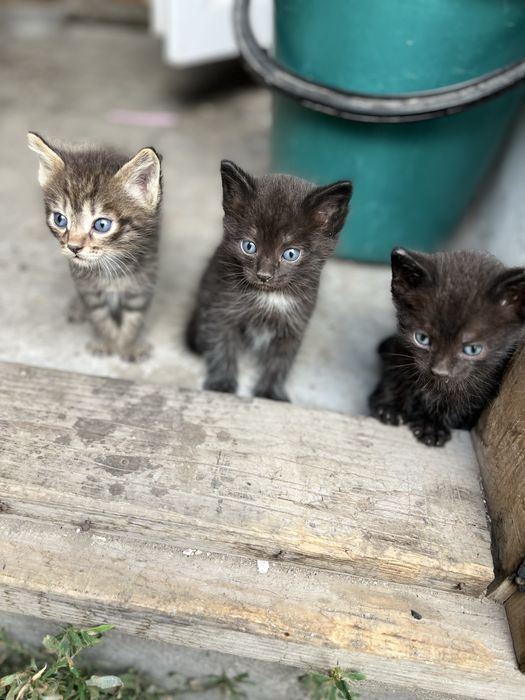 отдам котят, им 1 месяц