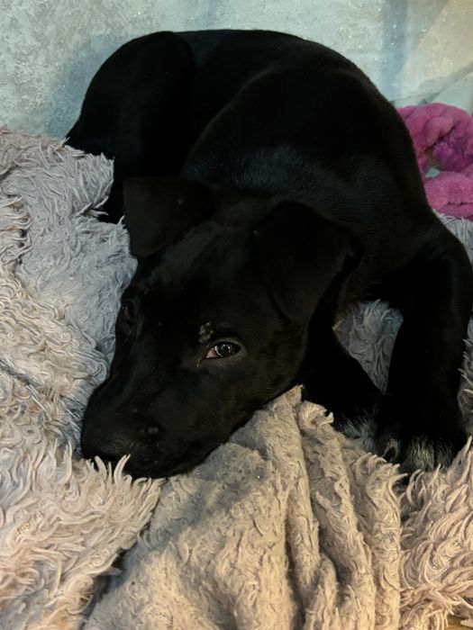 Продам щенка стафорда